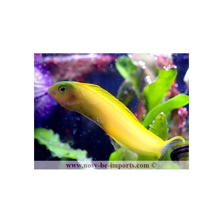 Meiacanthus oualensis