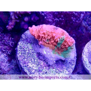 Montipora sp . grafted WYSIWYG 29052021-8