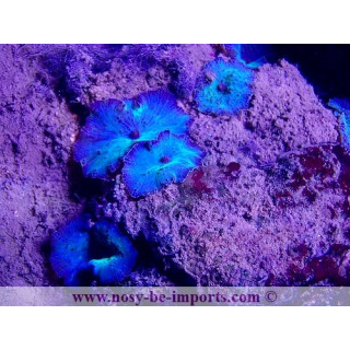 Actinodiscus sp. bleu WYSIWYG 29052021-9