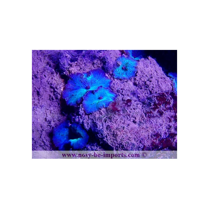 Actinodiscus sp. bleu WYSIWYG 29052021-9