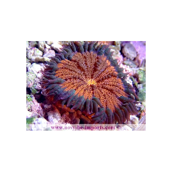 Epicystis crucifer WYSIWYG 29052021-10