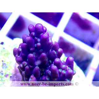 Acropora sp. WYSIWYG 29052021-11