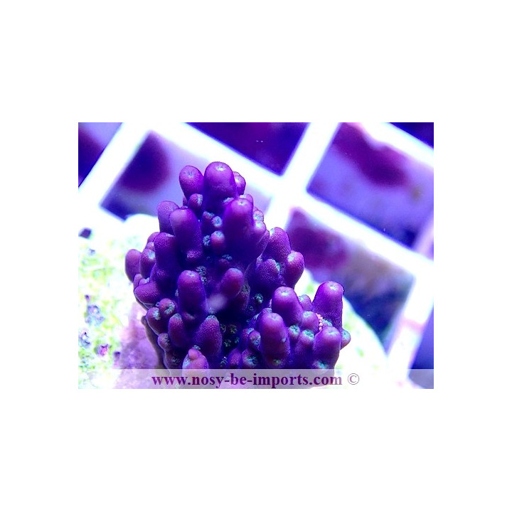 Acropora sp. WYSIWYG 29052021-11