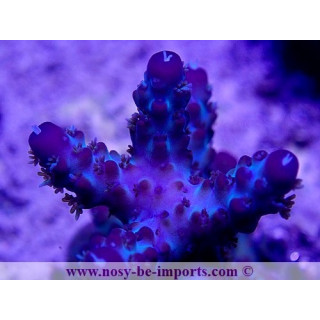 Acropora sp. WYSIWYG 29052021-15