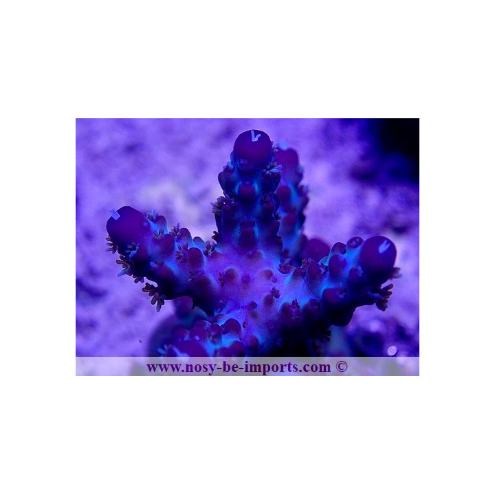 Acropora sp. WYSIWYG 29052021-15