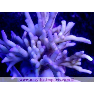 Millepora tenella