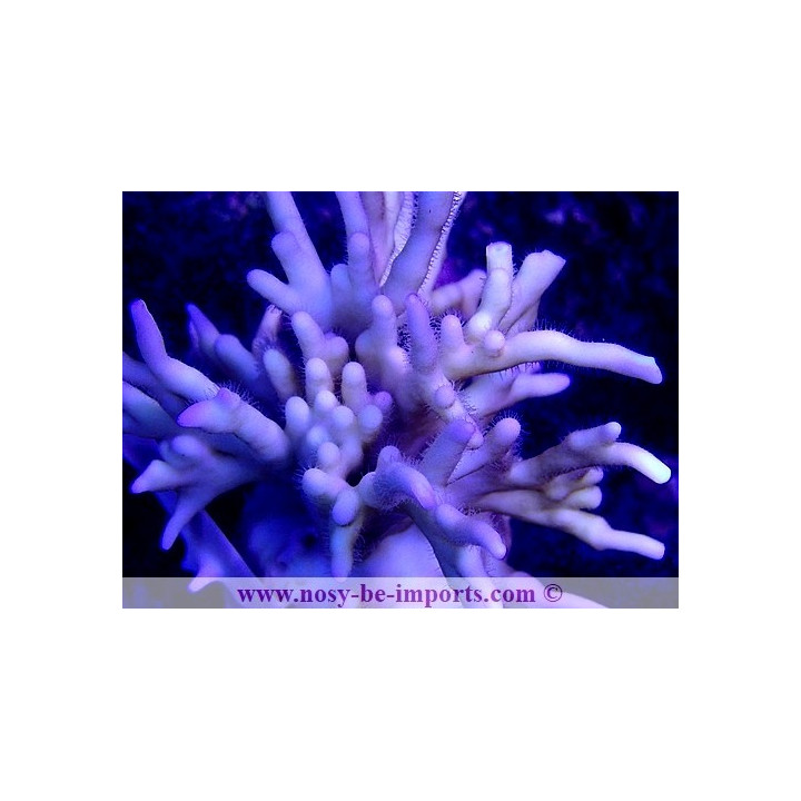 Millepora tenella