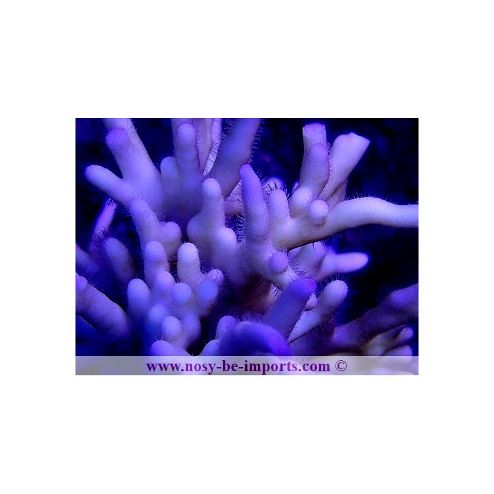 Millepora tenella