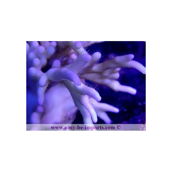 Millepora tenella