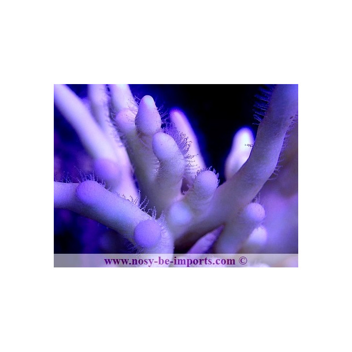 Millepora tenella