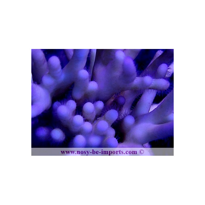 Millepora tenella