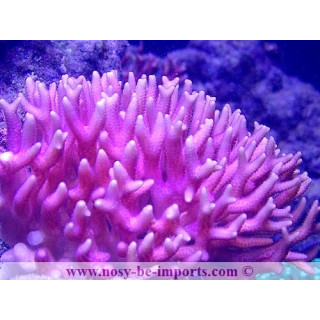 Seriatopora caliendrum rose