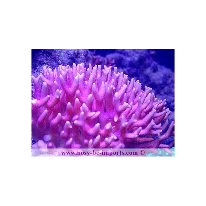 Seriatopora caliendrum rose