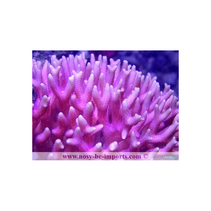Seriatopora caliendrum rose