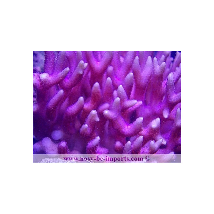Seriatopora caliendrum rose