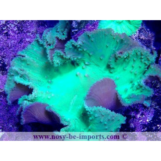 Sinularia dura vert fluo