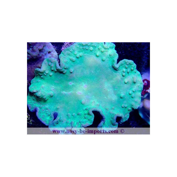 Sinularia dura vert fluo