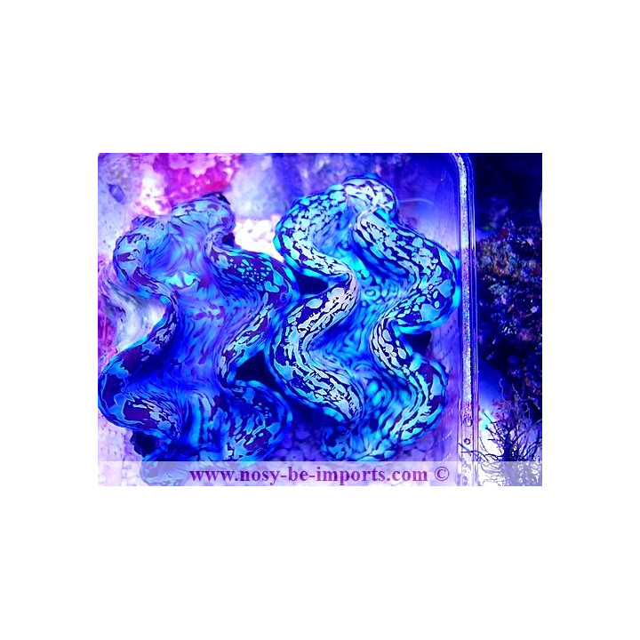 Tridacna squamosa bleu ELEVAGE