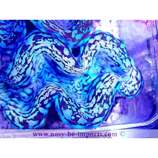 Tridacna squamosa bleu ELEVAGE