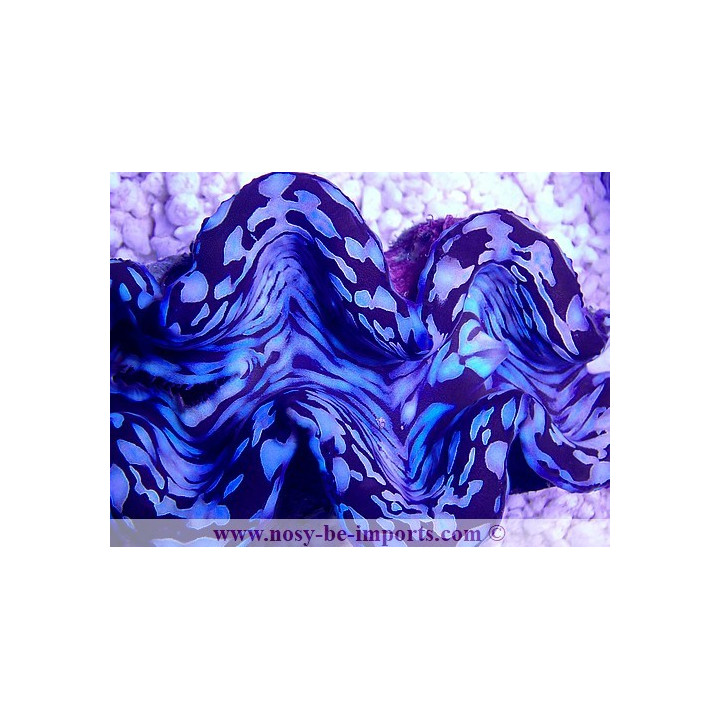 Tridacna squamosa bleu ELEVAGE