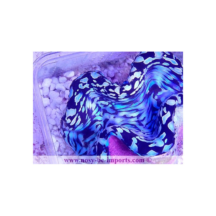 Tridacna squamosa bleu ELEVAGE