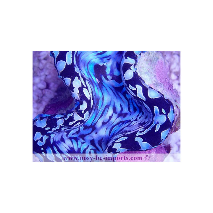 Tridacna squamosa bleu ELEVAGE