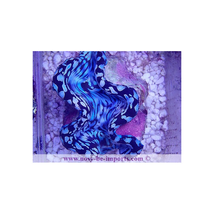 Tridacna squamosa bleu ELEVAGE