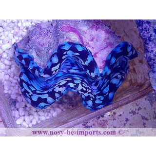 Tridacna squamosa bleu ELEVAGE WYSIWYG 25092021-1