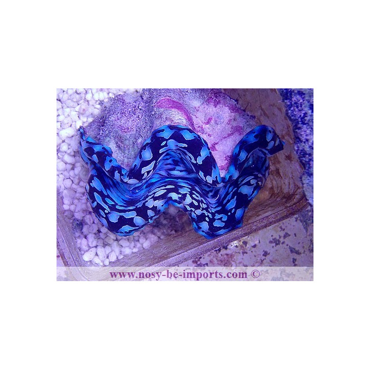 Tridacna squamosa bleu ELEVAGE WYSIWYG 25092021-1