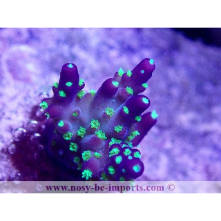 Acropora nana USA WYSIWYG 25092021-4