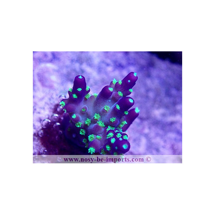 Acropora nana USA WYSIWYG 25092021-4