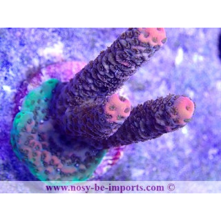 Acropora millepora WYSIWYG 25092021-5
