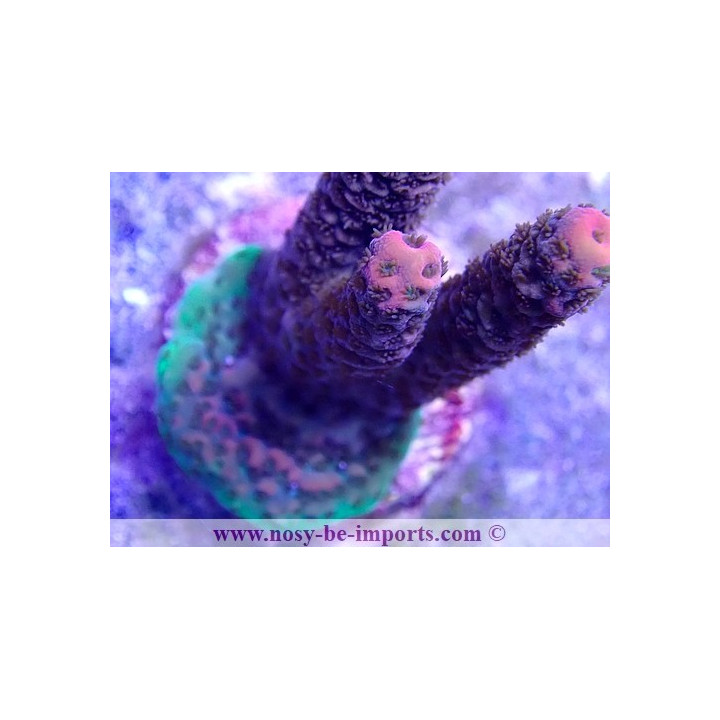 Acropora millepora WYSIWYG 25092021-5