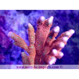 Montipora digitata WYSIWYG 25092021-6