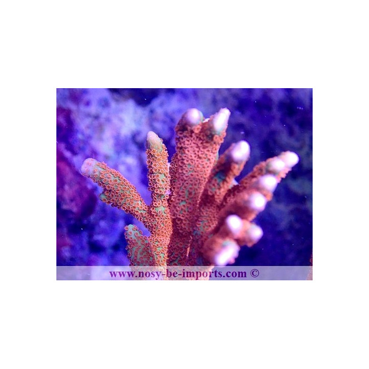 Montipora digitata WYSIWYG 25092021-6