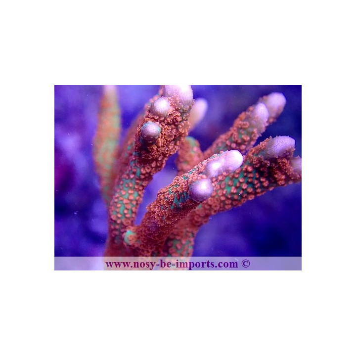 Montipora digitata WYSIWYG 25092021-6