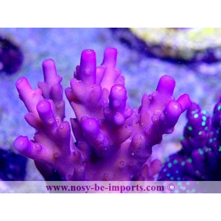 Acropora sp. USA WYSIWYG 25092021-7