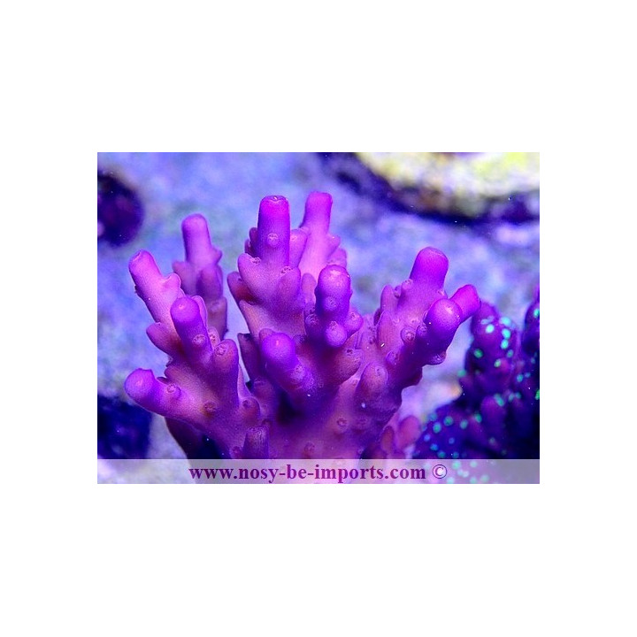 Acropora sp. USA WYSIWYG 25092021-7