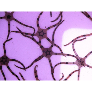 Ophiolepis superba