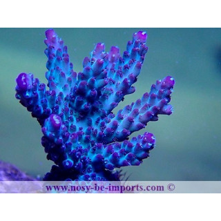 Acropora sp. USA WYSIWYG 25092021-8