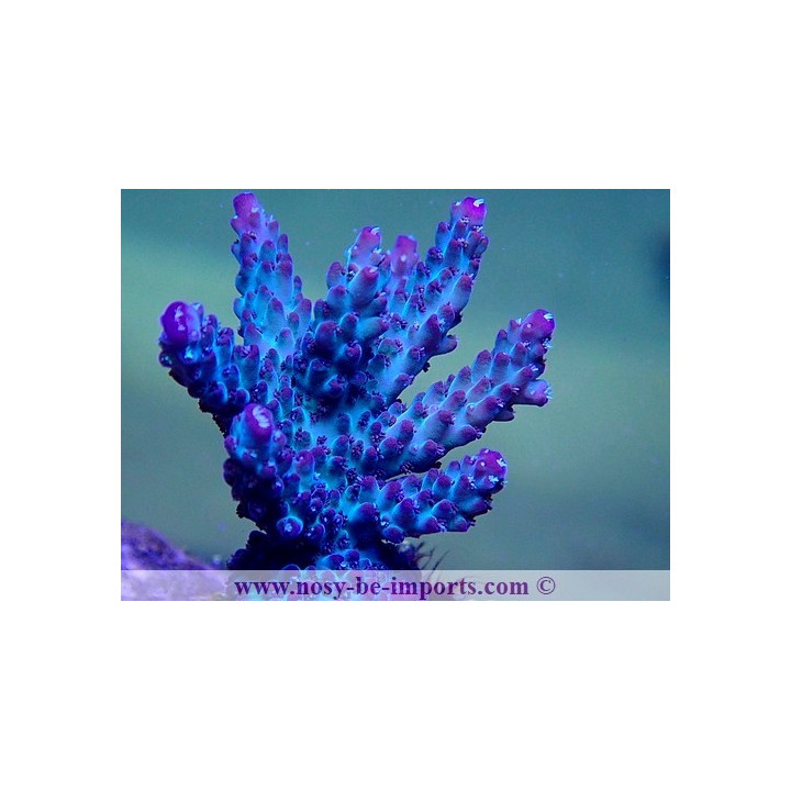 Acropora sp. USA WYSIWYG 25092021-8