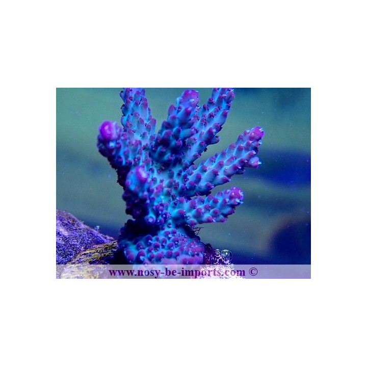 Acropora sp. USA WYSIWYG 25092021-8