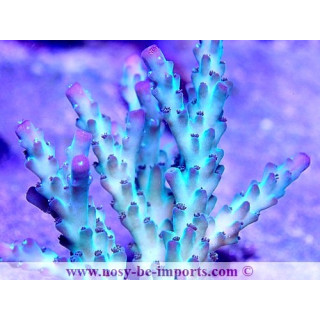 Acropora sp. USA WYSIWYG 25092021-9