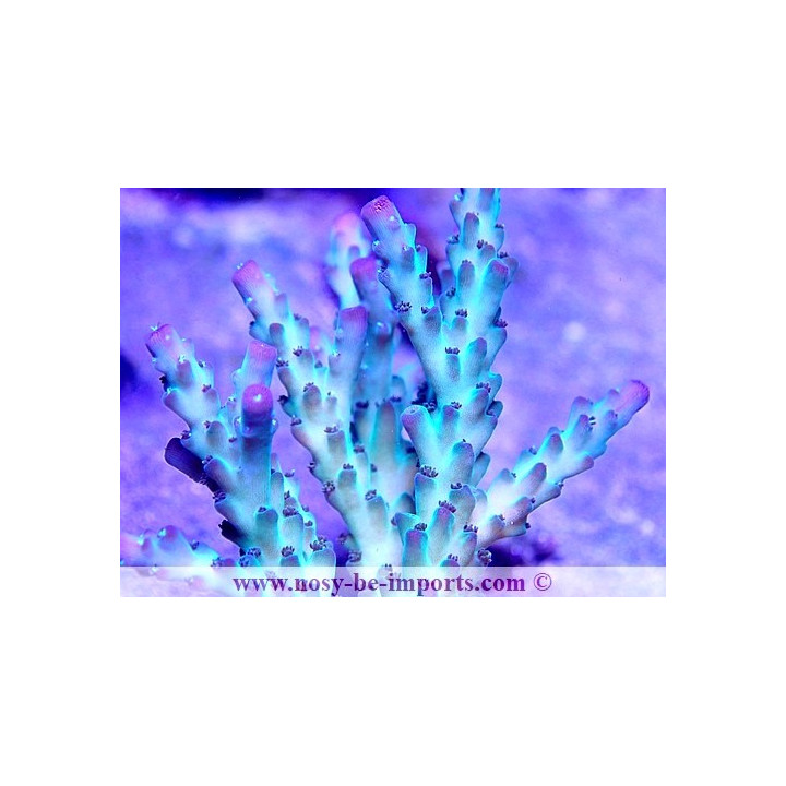 Acropora sp. USA WYSIWYG 25092021-9