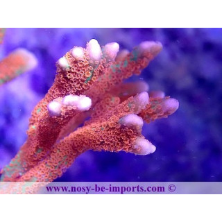 Montipora digitata WYSIWYG 25092021-10