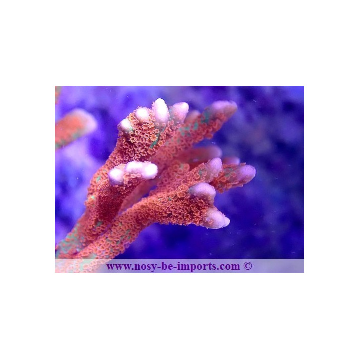 Montipora digitata WYSIWYG 25092021-10