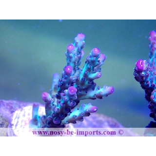 Acropora sp. USA WYSIWYG 25092021-11