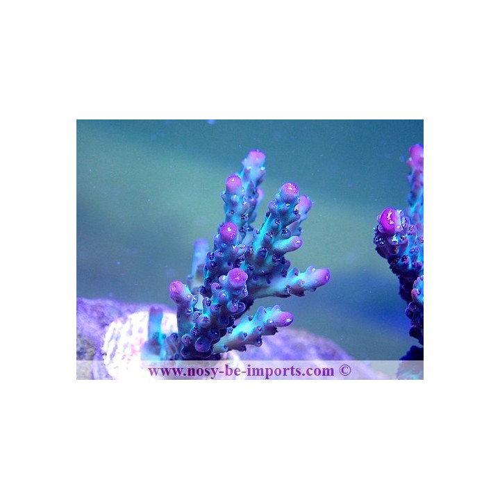 Acropora sp. USA WYSIWYG 25092021-11