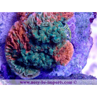 Montipora capricornis grafted WYSIWYG 25092021-12