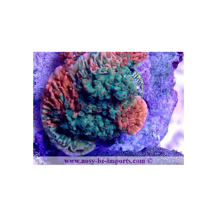 Montipora capricornis grafted WYSIWYG 25092021-12